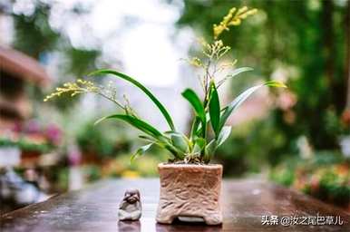 木本香兰什么时候开花，梦香兰怎么开花？