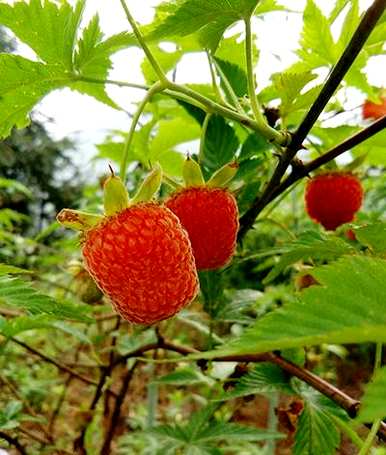 覆盆子种植过冬，如何种植覆盆子？