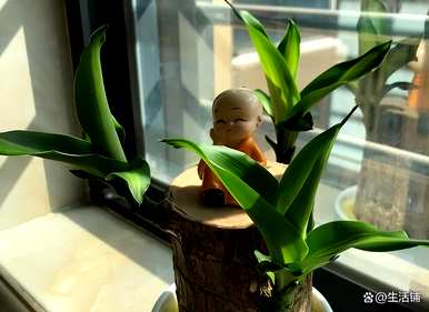 如何养好巴西木是正确的，如何养好巴西木