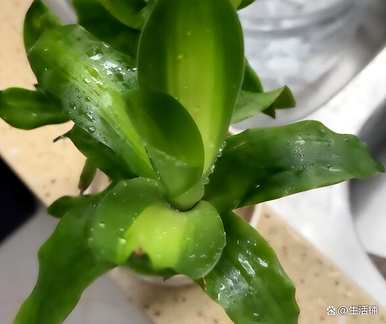 如何养好巴西木是正确的，如何养好巴西木