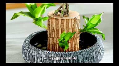 如何快速发芽巴西木，如何快速发芽巴西木？