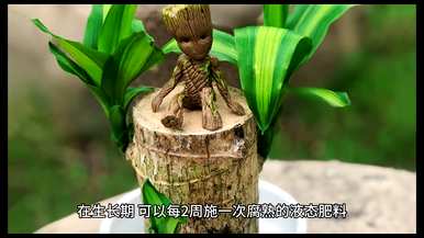 如何快速发芽巴西木，如何快速发芽巴西木？