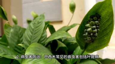 如何快速发芽巴西木，如何快速发芽巴西木？