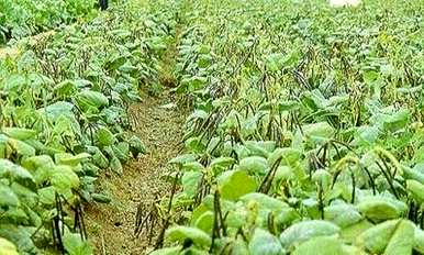种植绿豆的方法和步骤，什么时候种植绿豆最好？