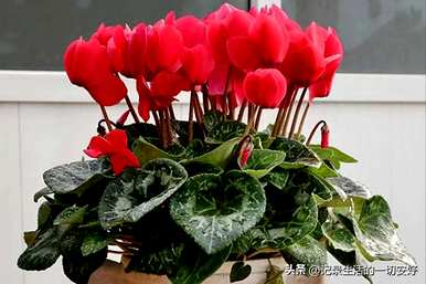 适合阳台养的花盆栽攀缘藤，阳台花容易养什么？