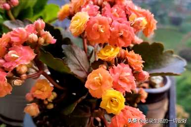 适合阳台养的花盆栽攀缘藤，阳台花容易养什么？