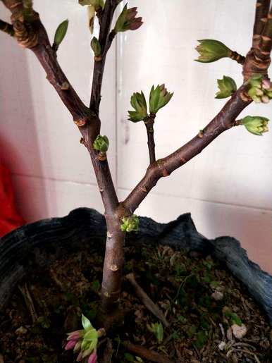 金边瑞香怎么养才能开花？金边瑞香对人有害吗？