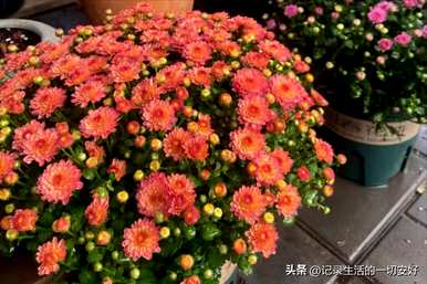 适合阳台养的花盆栽攀缘藤，阳台花容易养什么？