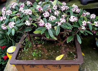 金边瑞香怎么养才能开花？金边瑞香对人有害吗？