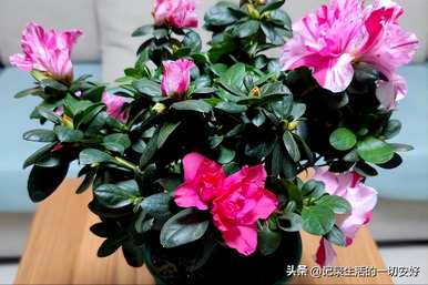 适合阳台养的花盆栽攀缘藤，阳台花容易养什么？