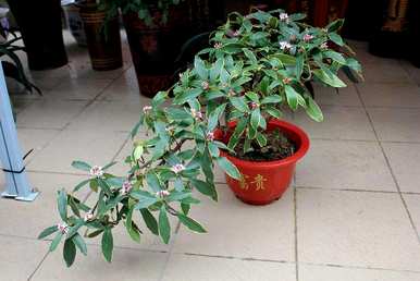 金边瑞香怎么养才能开花？金边瑞香对人有害吗？