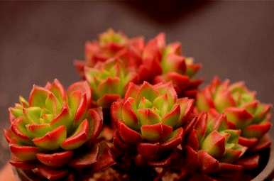 多肉植物如何长得好，多肉植物如何养吉娃娃