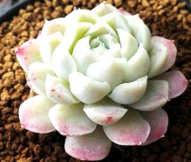 多肉植物如何长得好，多肉植物如何养吉娃娃