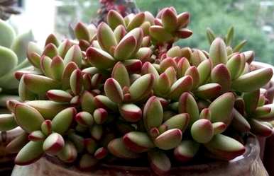 多肉植物如何长得好，多肉植物如何养吉娃娃