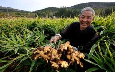 山东几个月种姜最好，几个月种姜最合适