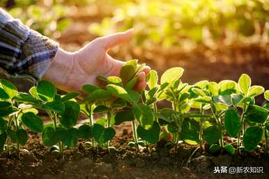 哪种大豆种子好又高产，如何管理大豆高产？