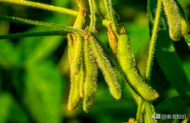 哪种大豆种子好又高产，如何管理大豆高产？