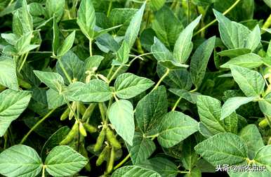 哪种大豆种子好又高产，如何管理大豆高产？