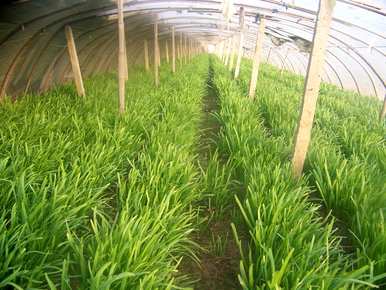 韭菜高产新品种价格，如何种植韭菜高产