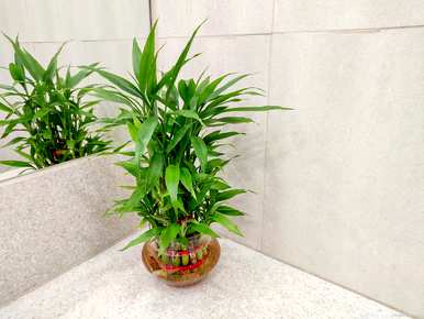 橡胶树耐阴室内植物，耐阴室内植物有哪些？