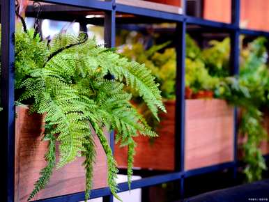 橡胶树耐阴室内植物，耐阴室内植物有哪些？