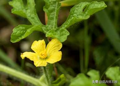 西瓜芭乐冬季修剪，如何修剪西瓜藤好看