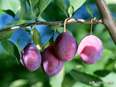 乌梅树适合在哪里种植？乌梅桩盆栽方法