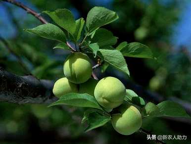 乌梅树适合在哪里种植？乌梅桩盆栽方法