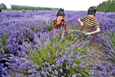 薰衣草种子长在哪里，薰衣草种子什么时候种？