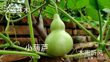 葫芦怎么长得好？葫芦一次可以长几年