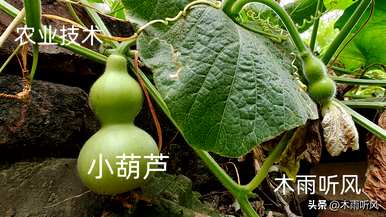 葫芦怎么长得好？葫芦一次可以长几年
