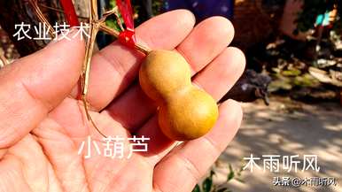 葫芦怎么长得好？葫芦一次可以长几年