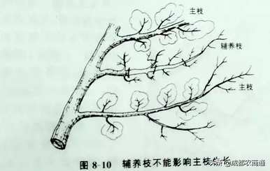 今年梨树长新枝怎么修剪，梨树长新枝怎么剪？
