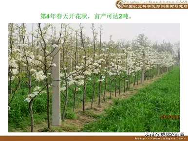 今年梨树长新枝怎么修剪，梨树长新枝怎么剪？