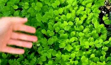 含羞草浇水多久，含羞草浇水多久？