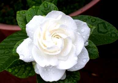 栀子花什么时候开花，栀子花怎么修剪开花？