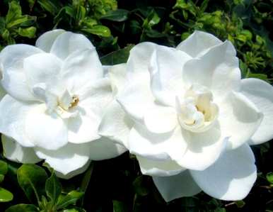 栀子花什么时候开花，栀子花怎么修剪开花？