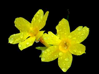 如何养护和种植迎春花，用什么肥料养护迎春花？