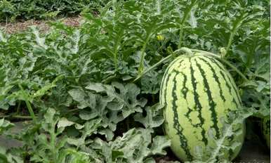 什么肥料适合种植西瓜？什么肥料适合种植西瓜？