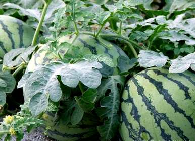 什么肥料适合种植西瓜？什么肥料适合种植西瓜？