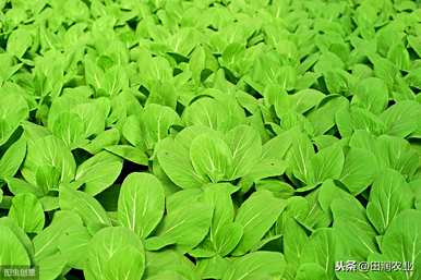 如何种植小青菜出得好又快，冬天如何种植小青菜长得快