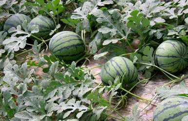 什么肥料适合种植西瓜？什么肥料适合种植西瓜？