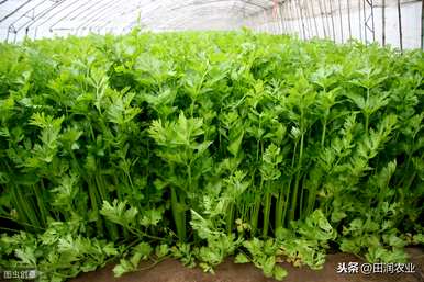 如何种植小青菜出得好又快，冬天如何种植小青菜长得快
