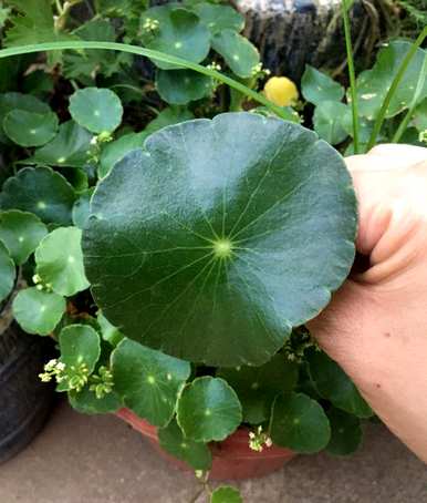 温室蔬菜喜水不怕涝，喜水不怕涝的植物有哪些？