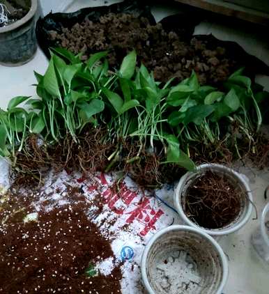 温室蔬菜喜水不怕涝，喜水不怕涝的植物有哪些？