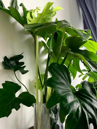 温室蔬菜喜水不怕涝，喜水不怕涝的植物有哪些？