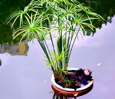 温室蔬菜喜水不怕涝，喜水不怕涝的植物有哪些？