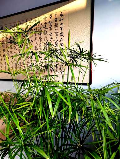 温室蔬菜喜水不怕涝，喜水不怕涝的植物有哪些？