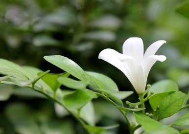 九里香花适合室内养吗？九里香适合室内养吗？