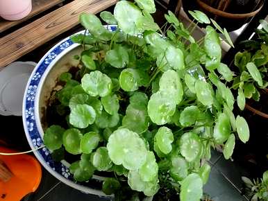 温室蔬菜喜水不怕涝，喜水不怕涝的植物有哪些？